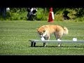 √100以上 柴犬 警察 犬 イラスト 243647