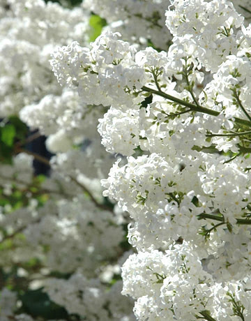 lilac-tree-de by you.