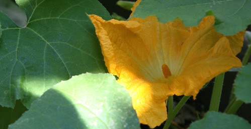 pumpkin fllower