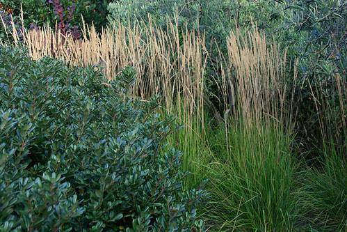 calamagrostis karl forester
