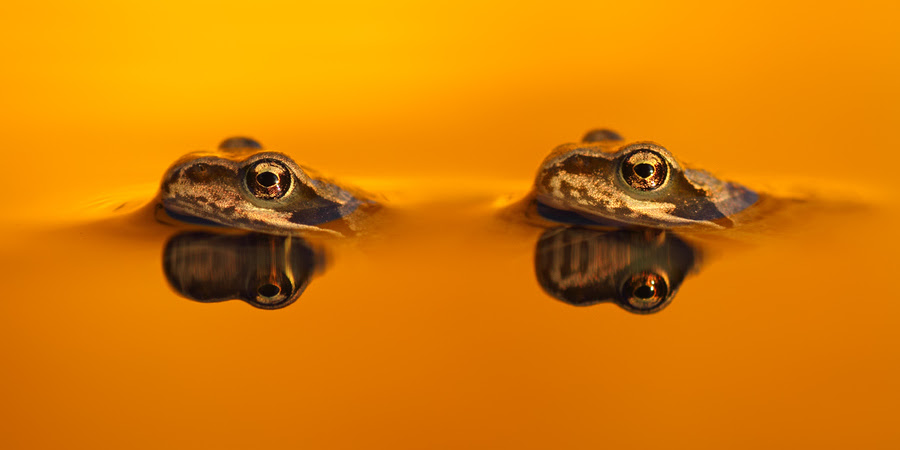 500px favs, rg443