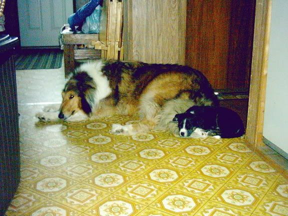 Rough collie vs. rough-coat BC - General Border Collie 