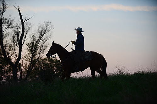 Gathering Cattle