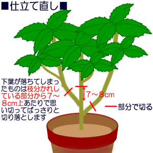 アカリーファの育て方 ヤサシイエンゲイ