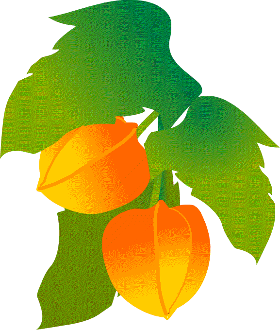 夏 夏景色 夏の花 イラスト 無料