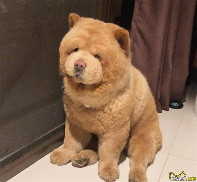 数九寒天 你家的狗狗会怕冷吗 铲屎星球 萌狗网移动版