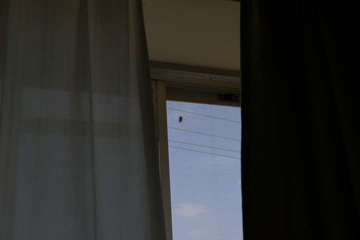 P1060626.jpg