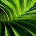 pandanus