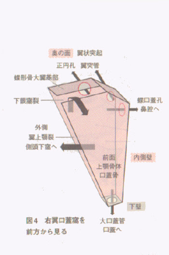Q11 翼口蓋窩の位置 他部位との交通 Hanamaru Park