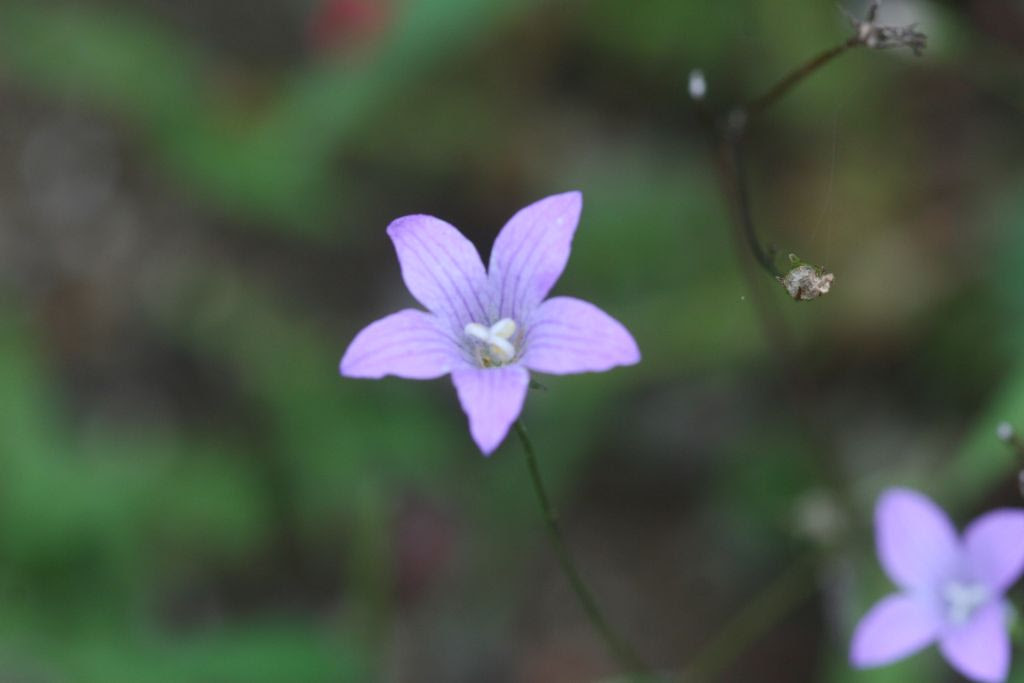 カンパニュラ三種類 フラワーパーク In Mt Fuji