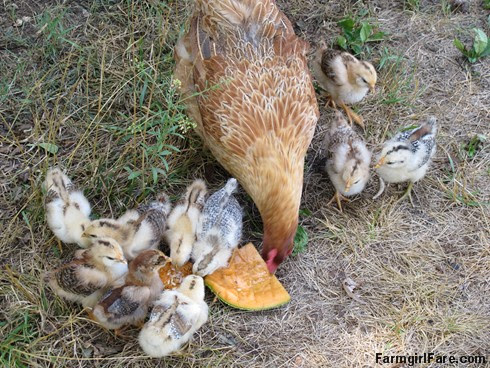Lokey and her 10 chicks - FarmgirlFare.com