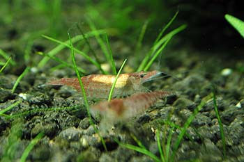 レッド チェリー シュリンプ チェリー レッド シュリンプ 繁殖