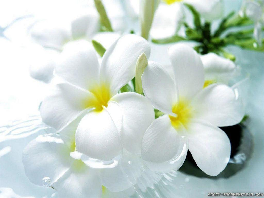 White Flower Wallpapers  Wallpaper Cave