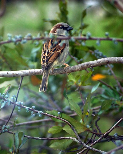 House Sparrow, Male