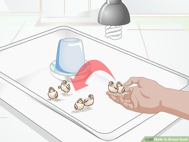Breed Quail Step 26 Version 2.jpg