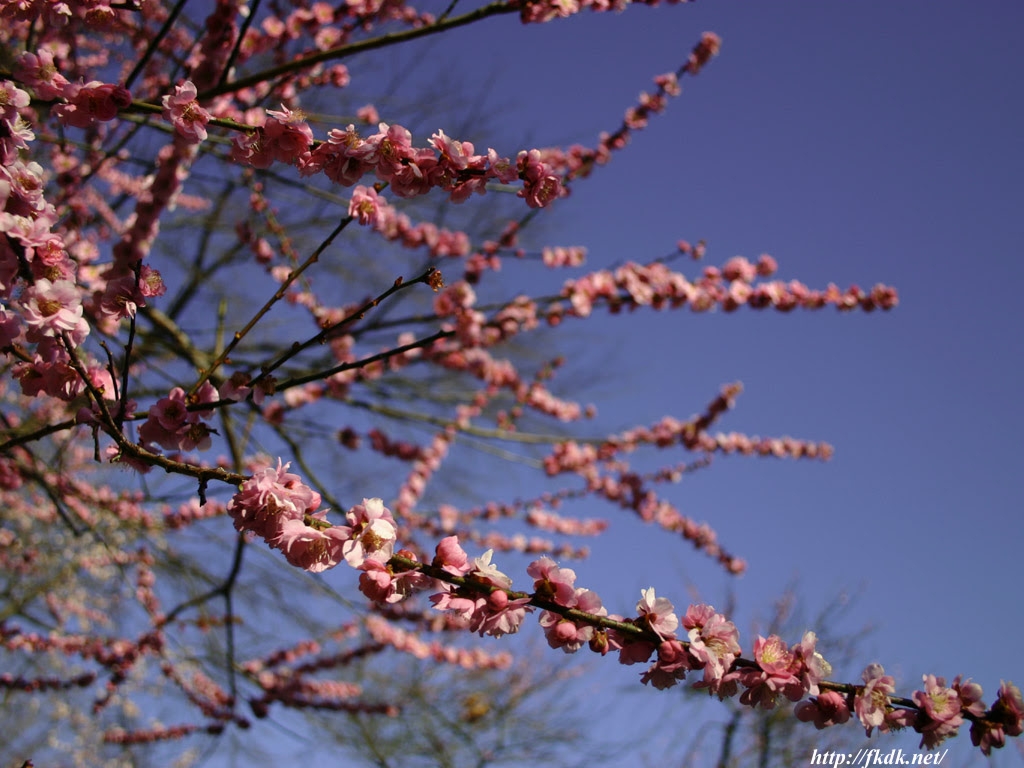 梅の花4 風景写真無料壁紙