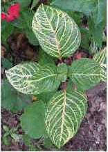 Decusada