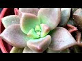 多肉植物朧月 107912