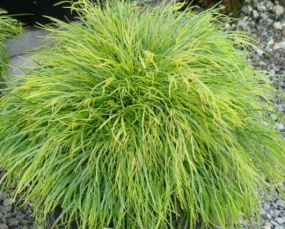 lime green shrubs - Google Search | Gardening | Pinterest