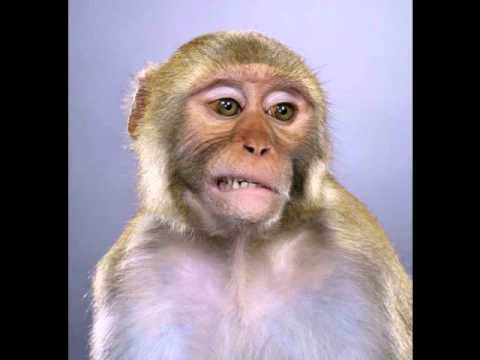 The Best 11 Monkey Images Funny