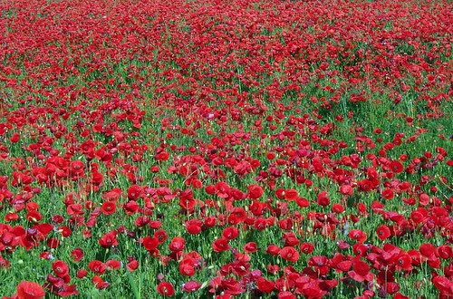 Remembrance Day Poppies