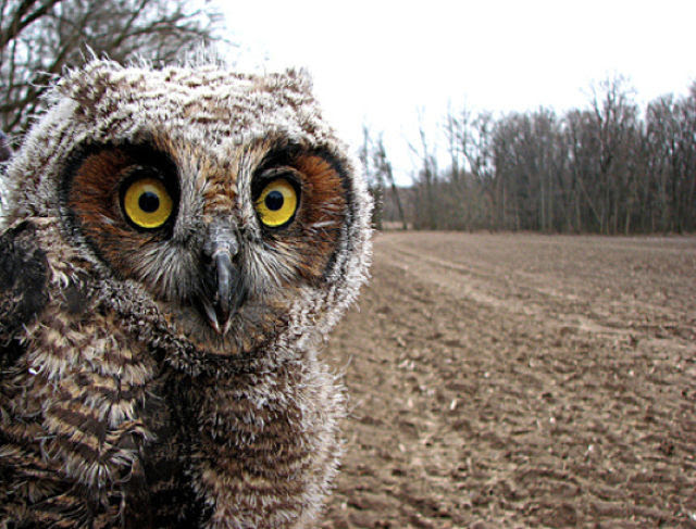 Smiling Owls (21 pics)
