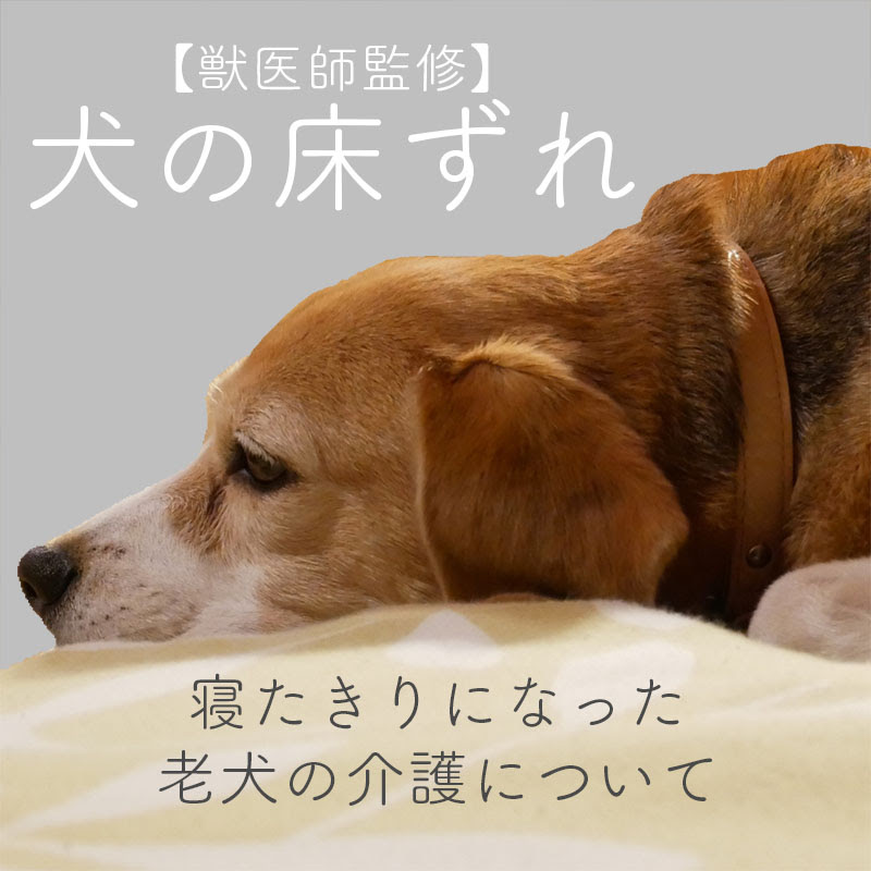 獣医師監修 愛犬の床ずれへの対応方法 寝たきりになった老犬の介護について