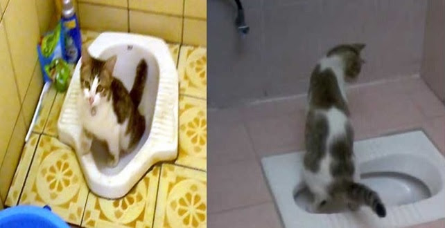 Bau Kencing Kucing Kurang Menyenangkan. Ini Cara Latih Kucing Anda Kencing Di Tandas Yang Sangat MUDAH !!! Bau Kencing Kucing Kurang Menyenangkan. Ini Cara Latih Kucing Anda Kencing Di Tandas Yang Sangat MUDAH !!!