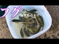 フグ　飼育 263146-フグ 飼育 病気