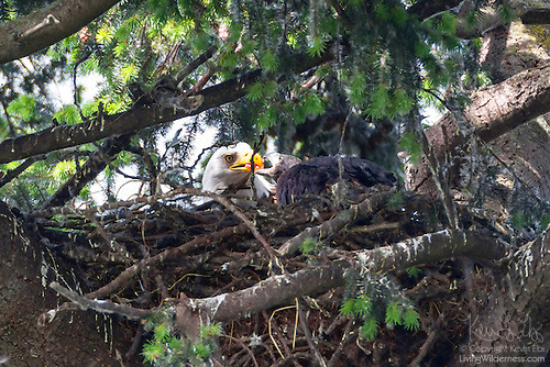 Bald Eagle: Adult Feeding Juvenile