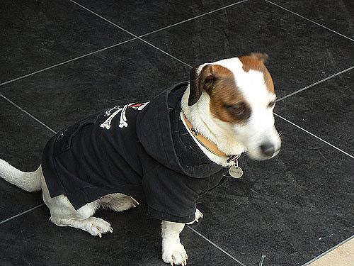 chien pirate.jpg