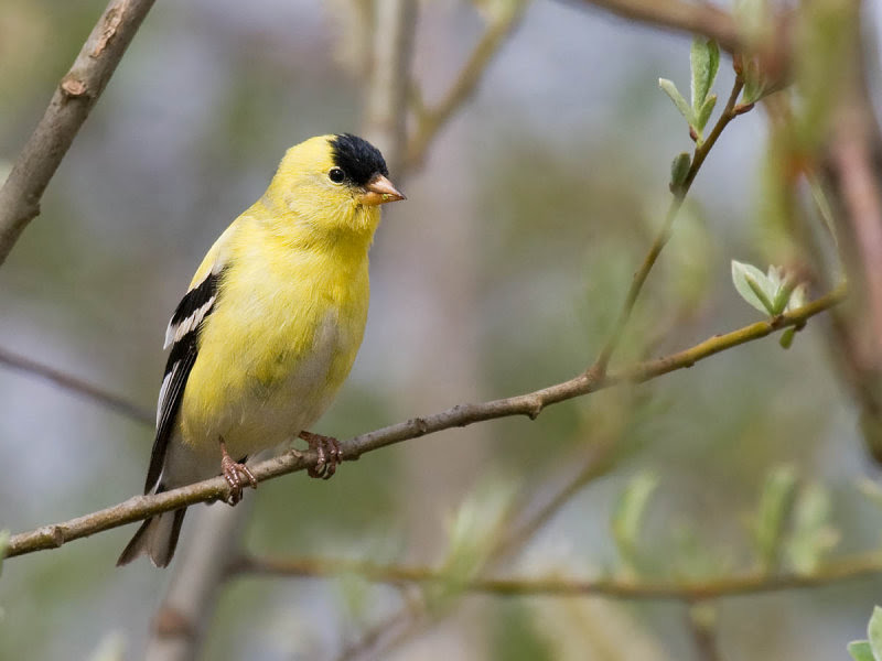 American Goldfinch