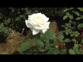 [新しいコレクション] 7月17日 誕生花 白バラ 149837