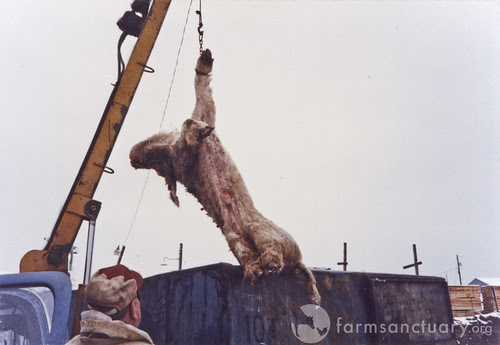 animals for free