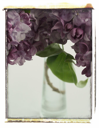 Lilac in a polaroid