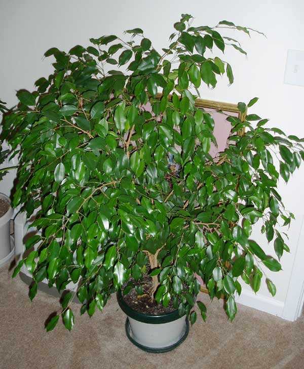 Ficus Planta Comprar