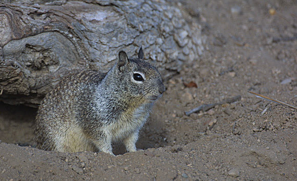 Ground Squirrel