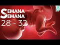 Téléchargement Gratuit posicion del bebe 7 meses de embarazo 257850-Posicion del bebe alos 7 meses de embarazo