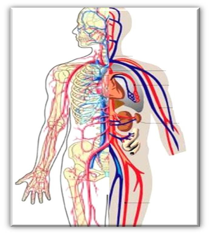 Free Heart Diagram Unlabeled, Download Free Heart Diagram ...