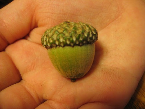 Acorn