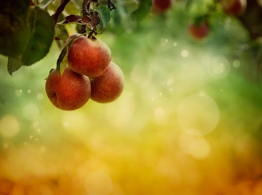 falling fruit, falling fruit map, foraging fruit, local fruit, foraging local fruit, Falling Fruit neighborhood fruit, foraging local food, foraging, foraging for local food, local fruit, local produce, local foraging, foraging resources, foraging for food, foraging maps, public access fruit