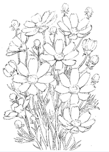 こすもす 塗り絵 絵手紙 塗り絵で癒し 風景画 花の絵