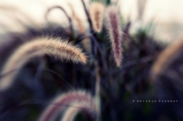 Beautiful flower photography