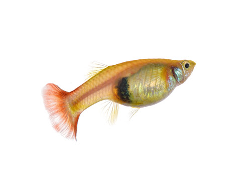グッピーのお腹がパンパンに膨れるのって病気 原因や対策について 熱帯魚 淡水魚 海水魚の図鑑