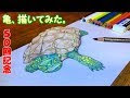 [10000ダウンロード済み√] 亀 イラスト 手書き 112549-亀 手書き イラスト