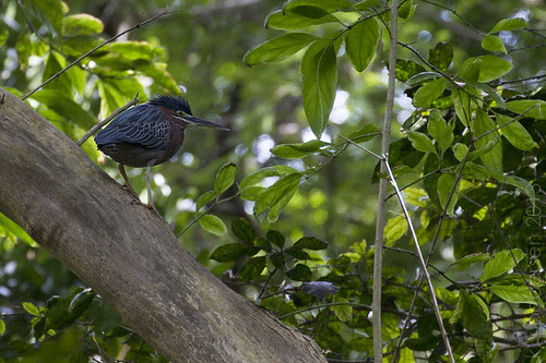green heron