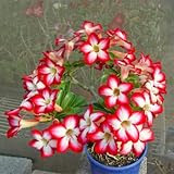 9GreenBox - Adenium Desert Miss Beauty House Plant Bonsai