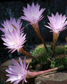 花 サボテン 8月14日の花言葉 サボテン 魅る魅るガーデニング