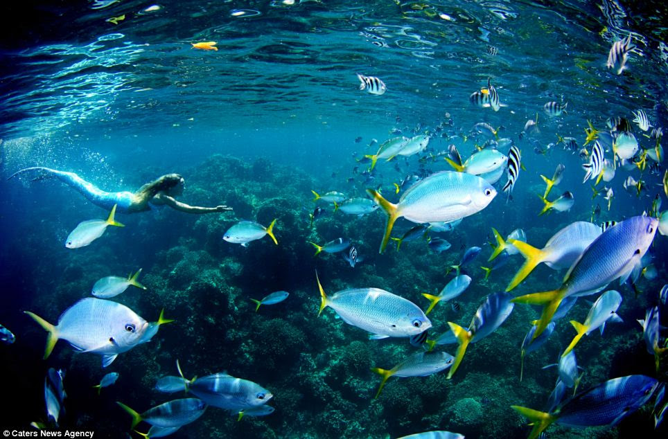 Freediving: Linden, who can hold her breath underwater for up to five minutes, says that because she does not create bubbles like divers using breathing apparatus, sea creatures are less timid - and even swim calmly up to her