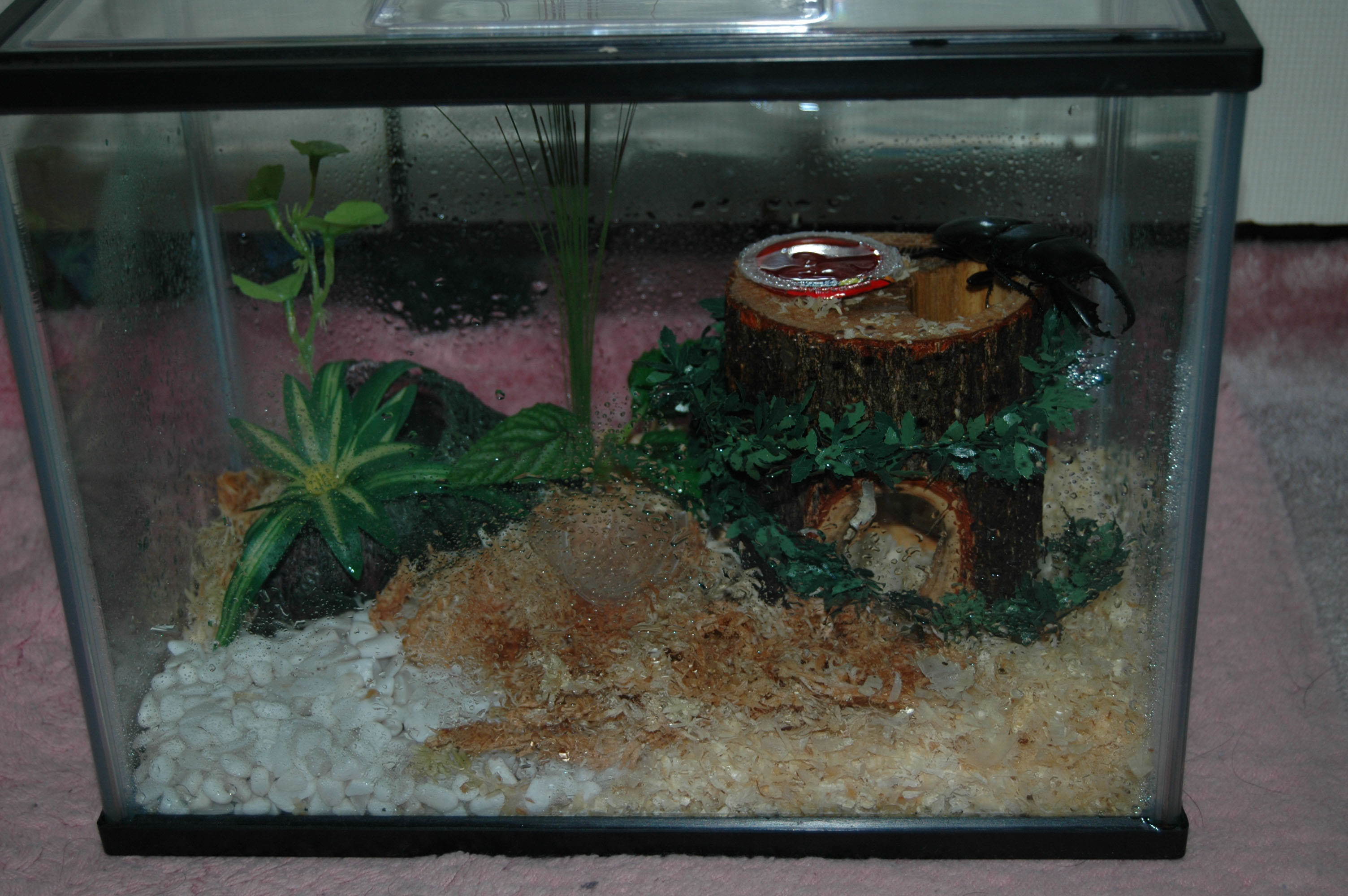 クワガタテラリウム作製 るんかん